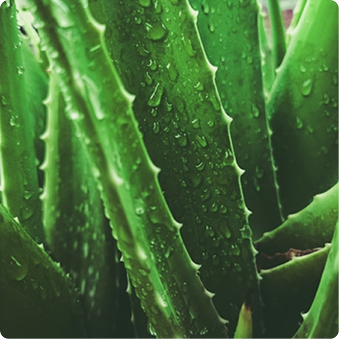Why Aloe Vera Is at the Heart of What We Do