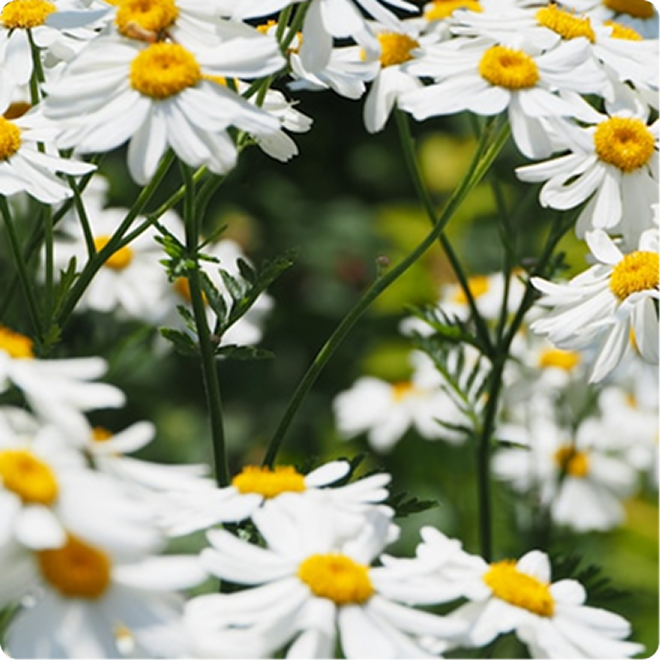 SportSkn post exercise skincare products contain chamomile, which helps maintain healthy glowing skin