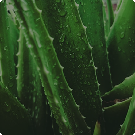 Aloe vera is used in SportSkn skincare products, such as the Skin Recovery Gel, to aid in healing and muscle recovery after exercise